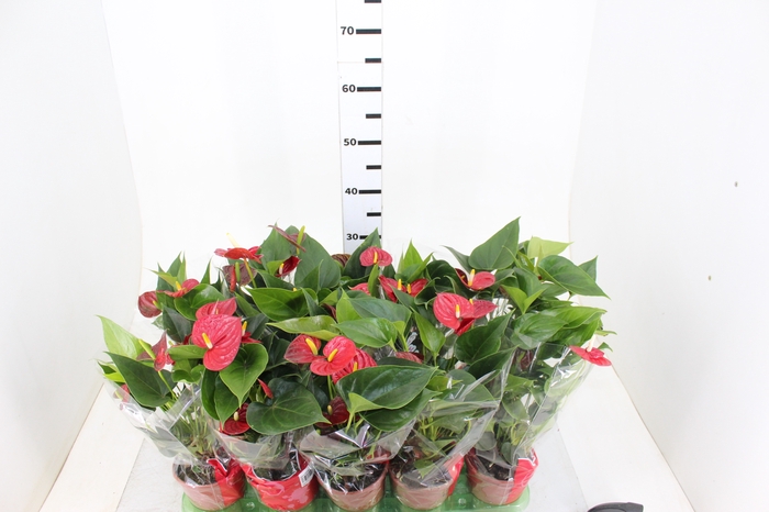 Holambelo - Loja Gran Flora