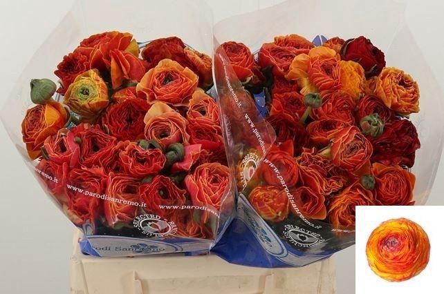 <h4>RAN SU LAMBADA</h4>