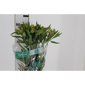 ALSTROEMERIA OPTIMA 080 CM
