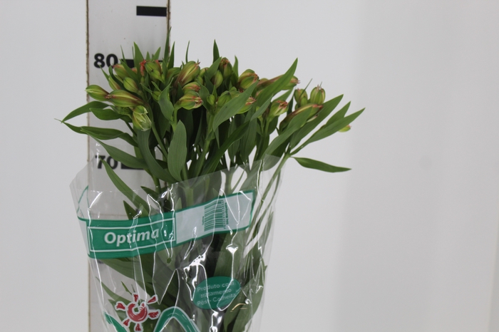 <h4>ALSTROEMERIA OPTIMA 080 CM</h4>