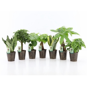 Easy to Care mix in Iron Leaf