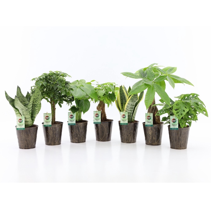 <h4>Easy to Care mix in Iron Leaf</h4>