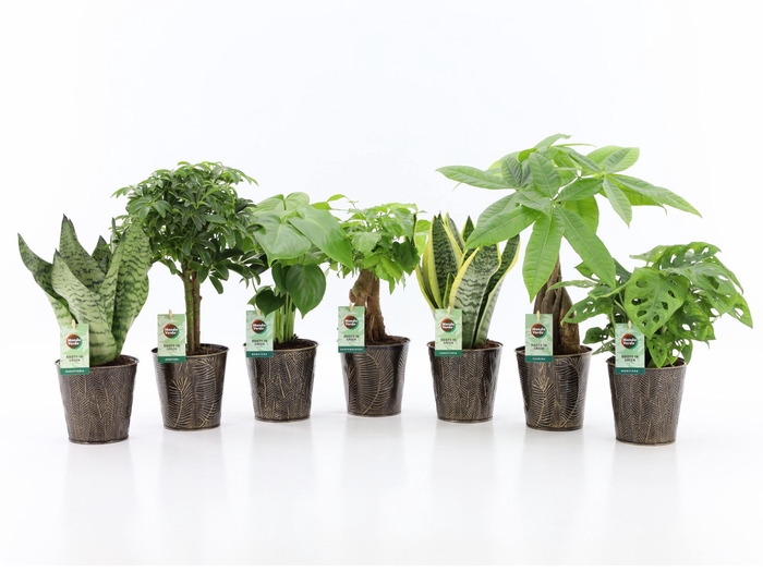 Easy to Care mix in Iron Leaf