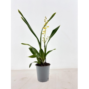 ONCIDIUM OV