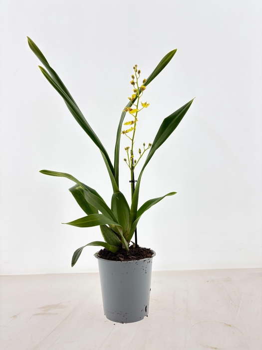 <h4>ONCIDIUM OV</h4>