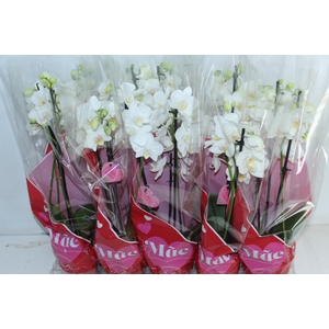 PHALAENOPSIS P12 BRANCO MULTIFLORA