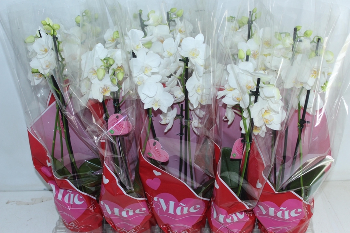 <h4>PHALAENOPSIS P12 BRANCO MULTIFLORA</h4>