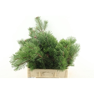 Pinus Mugo