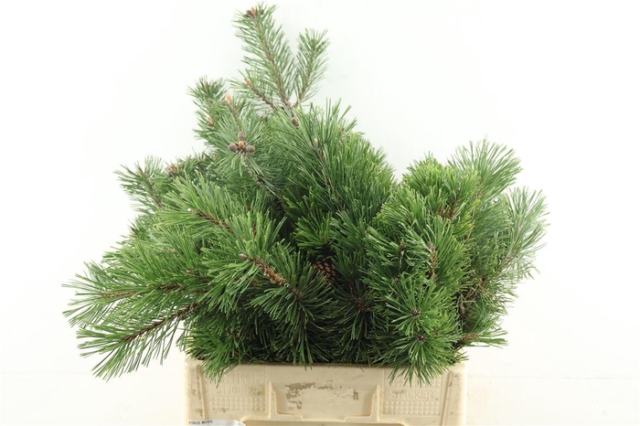 <h4>Pinus Mugo</h4>