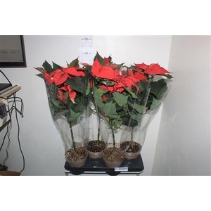 Euphor P Chr Eve 5 Bloemen+
