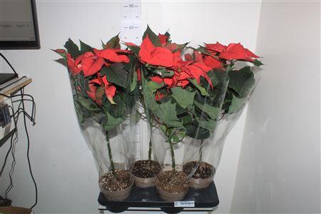 <h4>Euphor P Chr Eve 5 Bloemen+</h4>