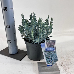 Andromeda polifolia