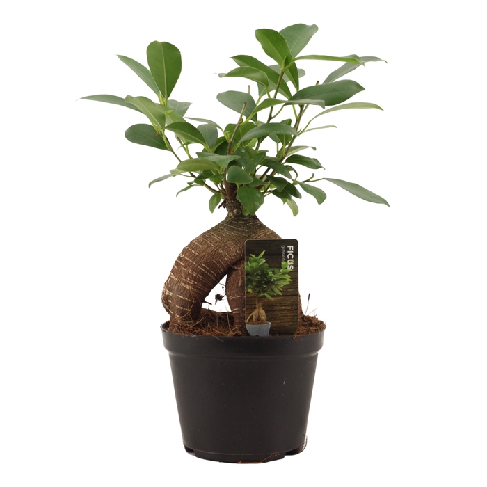 <h4>Ficus Mi Ginseng</h4>