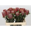 Banksia Coccinea