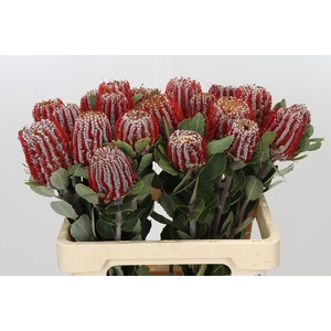 Banksia Coccinea