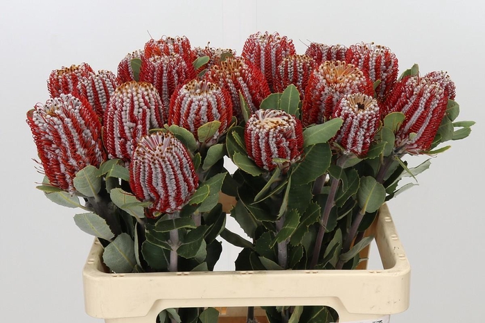 <h4>Banksia Coccinea</h4>
