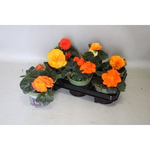 Begonia tub. Orange