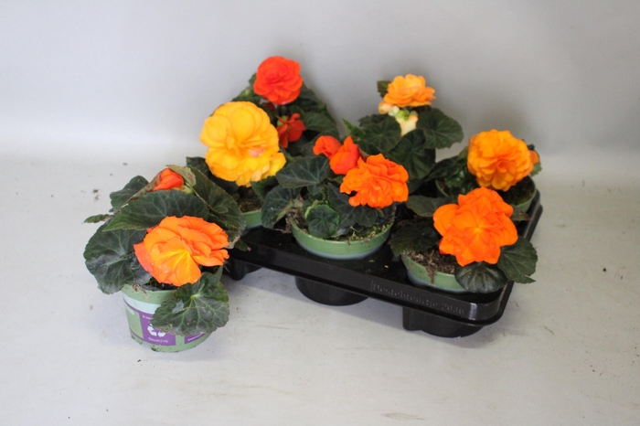 <h4>Begonia tub. Orange</h4>