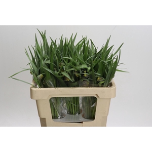 Fritillaria uva-vulpis