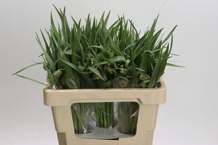 <h4>Fritillaria uva-vulpis</h4>