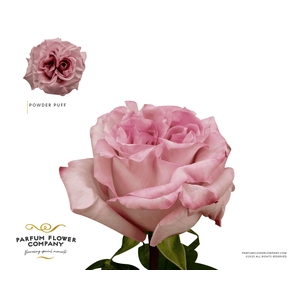 Rosa Garden Powder Puff