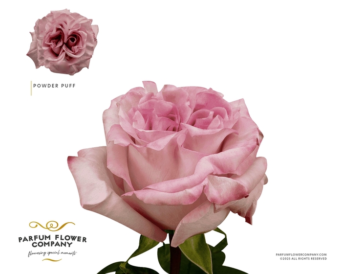 <h4>Rosa Garden Powder Puff</h4>