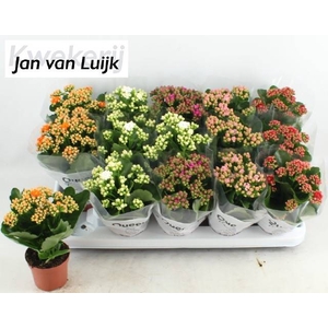 KALAN CALAN LUIJK MIX P9