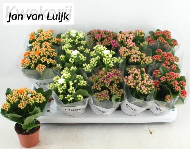 <h4>KALAN CALAN LUIJK MIX P9</h4>