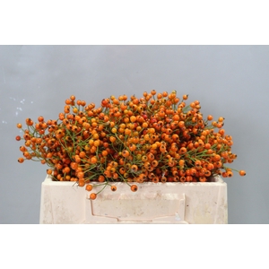 ROSA PRINSBERRY ORAN