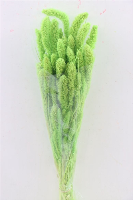 Dried Setaria Light Green Bunch