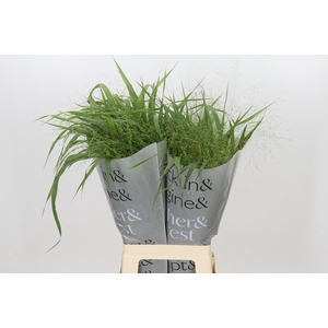 Panicum Fountain