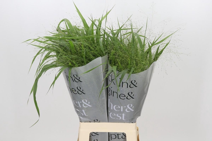 <h4>Panicum Fountain</h4>