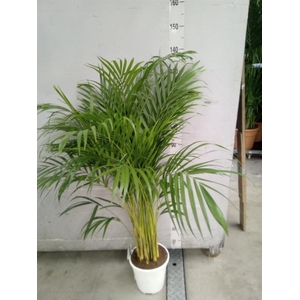Dypsis lutescens   ...Chrysalidoca