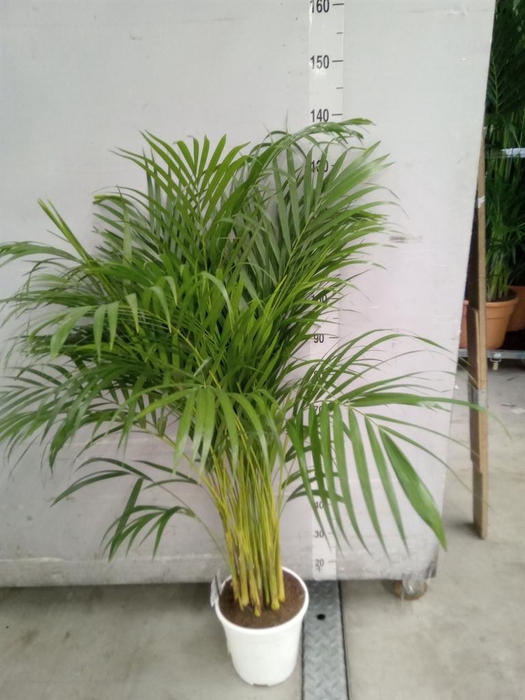 <h4>Dypsis lutescens   ...Chrysalidoca</h4>