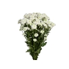 CRISANTEMO SANTINI AKOYA 080 CM