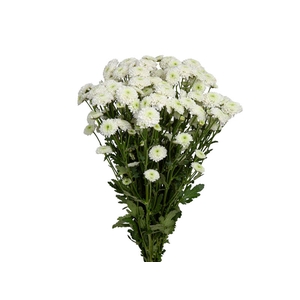 CRISANTEMO SANTINI AKOYA 080 CM