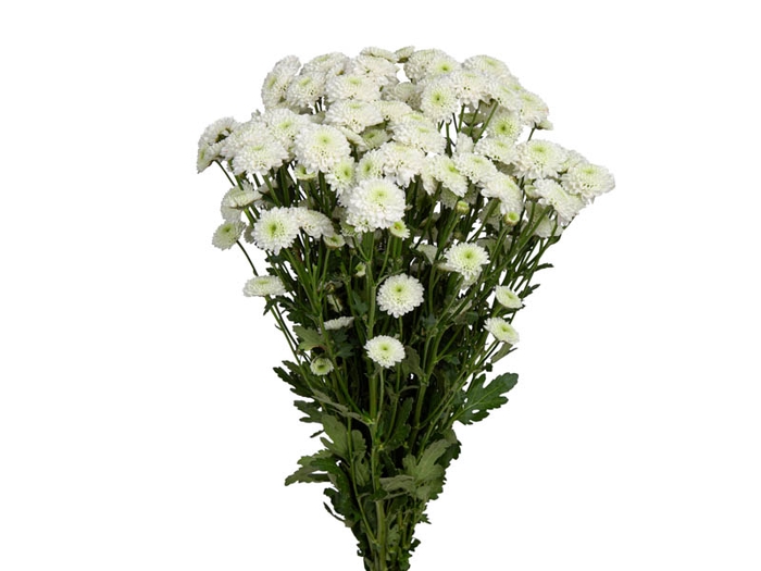 <h4>CRISANTEMO SANTINI AKOYA 080 CM</h4>