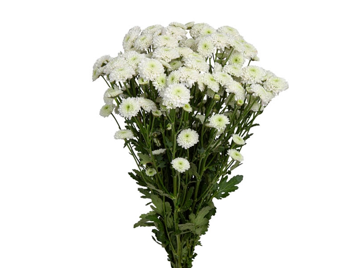 CRISANTEMO SANTINI AKOYA 080 CM