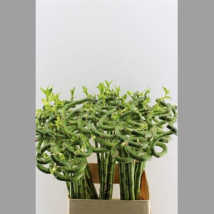 Drac S Lucky Bamboo