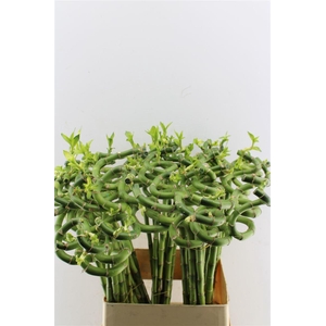 Drac S Lucky Bamboo