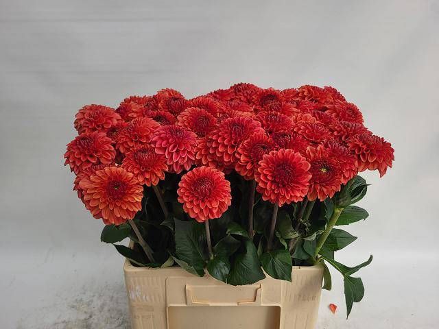<h4>DAHL BALL ORANGE FOX</h4>