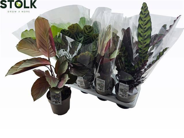 <h4>CALAT GEM 4 SRT</h4>