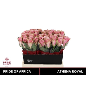 R GR ATHENA ROYALE