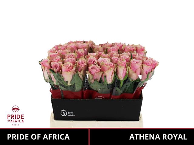 R GR ATHENA ROYALE