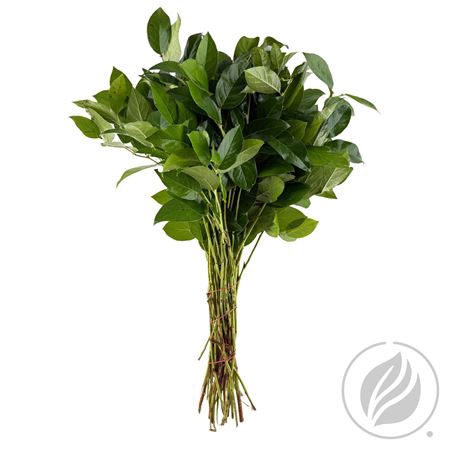 <h4>SALAL EXTRA(LONG)</h4>