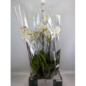 Phalaenopsis   ...white