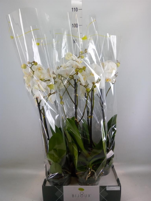 <h4>Phalaenopsis   ...white</h4>