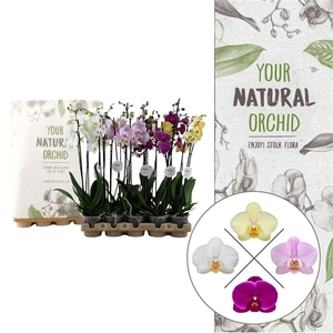 Your Natural Orchid | Eco Mix 65cm | Phalaenopsis 2 spike