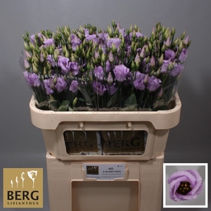 Lisianthus Piccolo Lavender