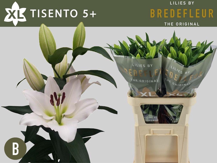 <h4>LI OT TISENTO</h4>